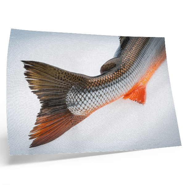 Moderne decoratieve poster Natuurlijke schubben en dynamische kleuren van dichtbij.