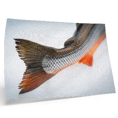Moderne decoratieve poster met natuurlijke schubben in dynamische kleuren