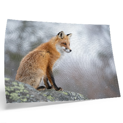 Poster Vos in het winterlandschap, de serene rust van de natuur
