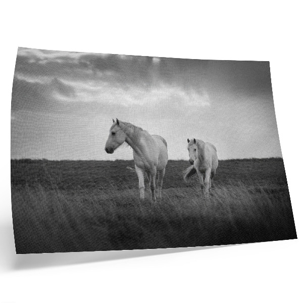 Moderne decoratieve poster Witte paarden tegen een weide in grijstinten