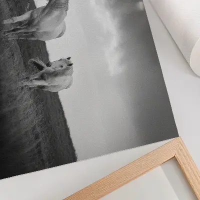 Moderne decoratieve poster witte paarden in een weide in grijstinten