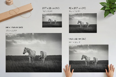 Moderne decoratieve poster Witte paarden tegen een weide in grijstinten
