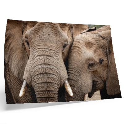Moderne decoratieve poster Twee grote olifanten dichtbij, warme tinten