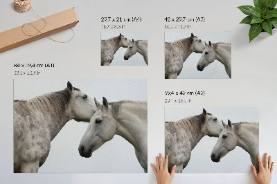 Stijlvolle wandposter Twee paarden in harmonie van grijs en wit.