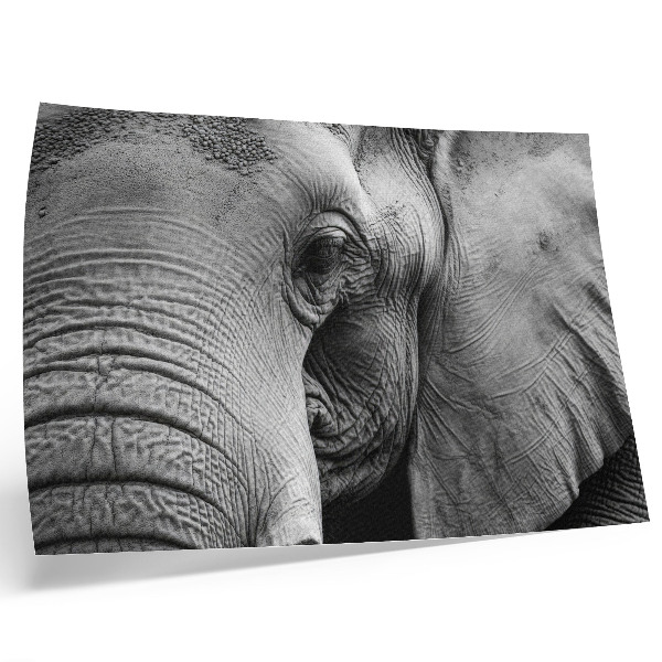 Stijlvolle wandposter Monochroom olifantendetails minimalisme elegantie