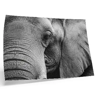 Stijlvolle wandposter met minimalistische details van een olifant in monochroom