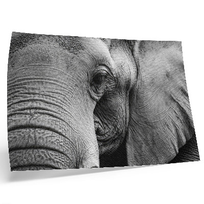 Stijlvolle wandposter Monochroom olifantendetails minimalisme elegantie