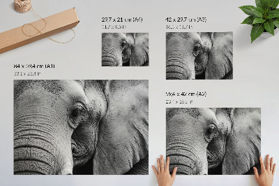 Stijlvolle wandposter Monochroom olifantendetails minimalisme elegantie