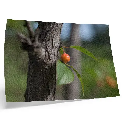 Wandposter met oranje vruchten, groene bladeren en bruine schors