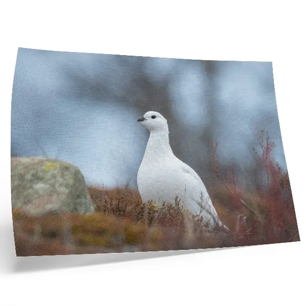 Stijlvolle wandposter met een witte vogel in een winterse omgeving