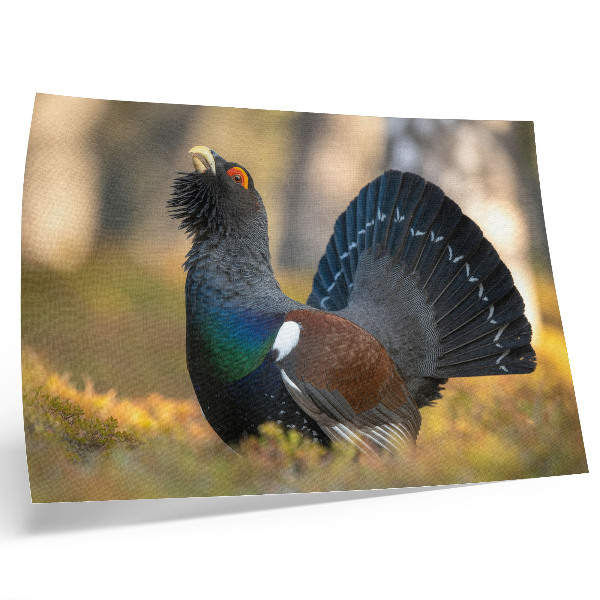Moderne decoratieve poster Prachtige vogel in het bos, met gespreide staart, kleur