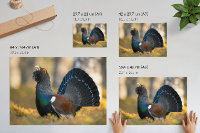 Moderne decoratieve poster Prachtige vogel in het bos, met gespreide staart, kleur