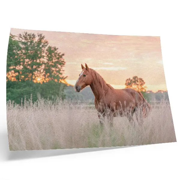 Stijlvolle wandposter paard in de wei in de ochtend met rustgevende pastelkleuren