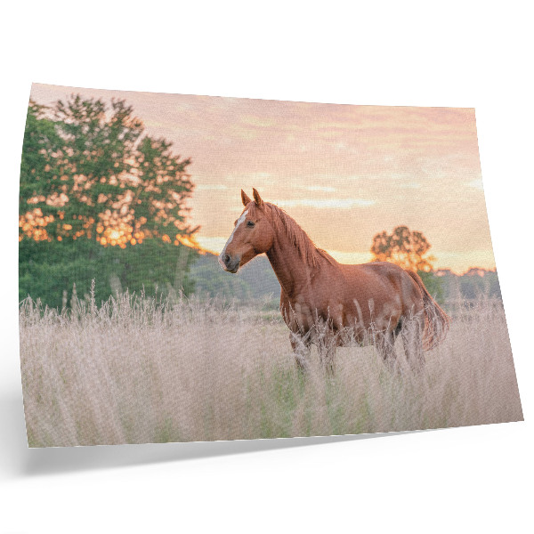 Stijlvolle wandposter Paard in de wei in de ochtend, pastelkleuren, ontspanning