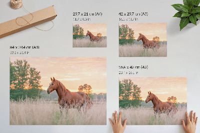 Stijlvolle wandposter Paard in de wei in de ochtend, pastelkleuren, ontspanning