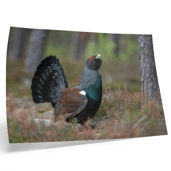 Stijlvolle wandposter met een vredige sfeer van vogels in een kleurrijk bos