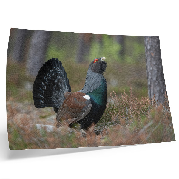 Stijlvolle wandposter Vogels, kleuren, bos, natuur, vredige sfeer
