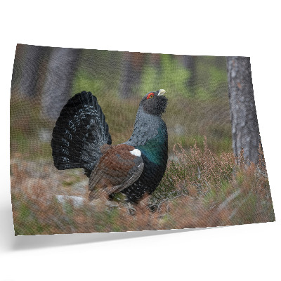 Stijlvolle wandposter Vogels, kleuren, bos, natuur, vredige sfeer