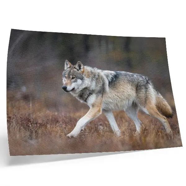 Poster wolf in beweging in een wild natuurlandschap