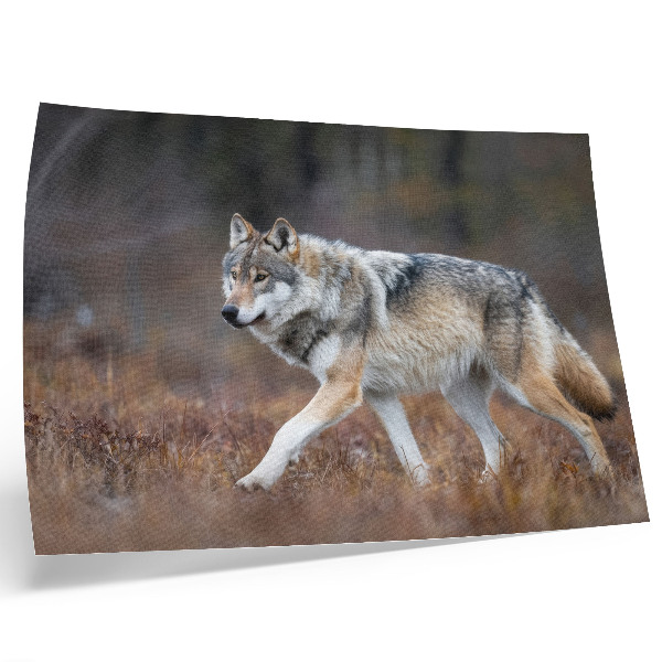 Poster Wolf in beweging, wild landschap, natuur