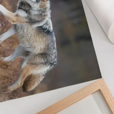 Poster wolf in beweging in een wild natuurlandschap