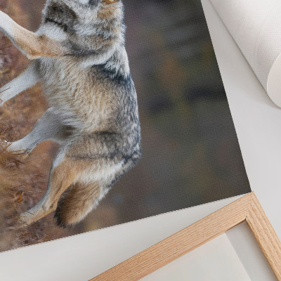 Poster Wolf in beweging, wild landschap, natuur