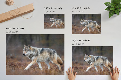 Poster Wolf in beweging, wild landschap, natuur