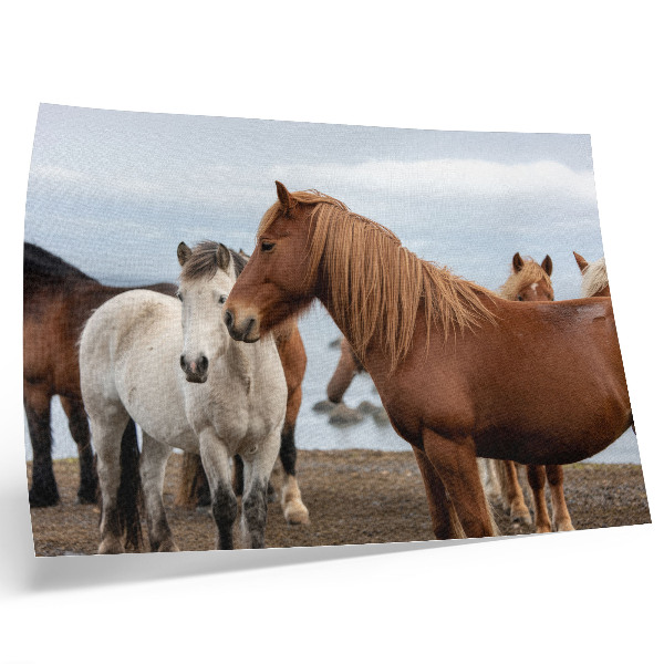 Stijlvolle wandposter De natuurlijke schoonheid van paarden tegen de achtergrond van het landschap.