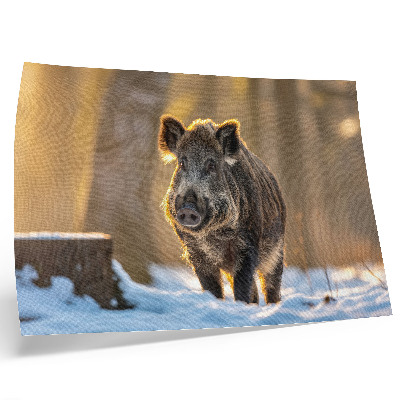 Poster Een wild zwijn tegen een winterse achtergrond, omgeven door zonlicht.