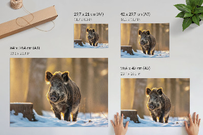 Poster Een wild zwijn tegen een winterse achtergrond, omgeven door zonlicht.