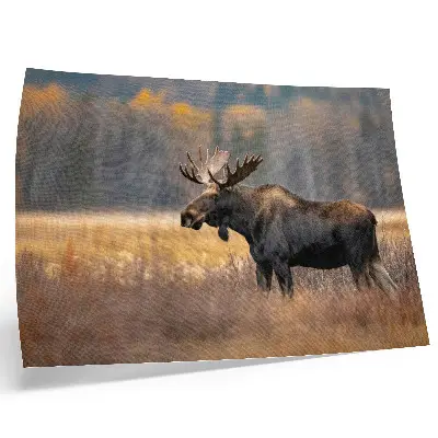 Poster elandschap met herfstkleuren in harmonie en wildernis