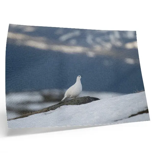 Poster vogel in de sneeuw in een zacht winterlandschap