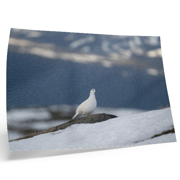 Poster Vogel in de sneeuw winterlandschap zachtheid
