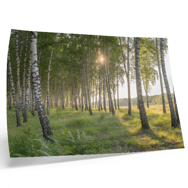 Poster Berkenbos zonnestralen symmetrie groen