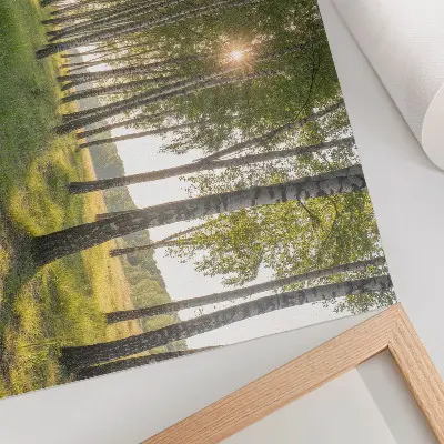 Poster berkenbos met zonnestralen in symmetrische groene tinten
