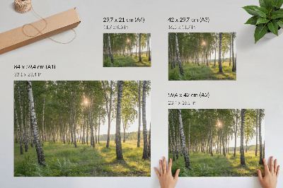 Poster Berkenbos zonnestralen symmetrie groen