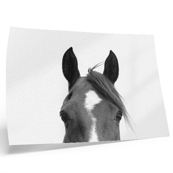 Stijlvolle wandposter Zwart-witfotografie van paardenelegantie