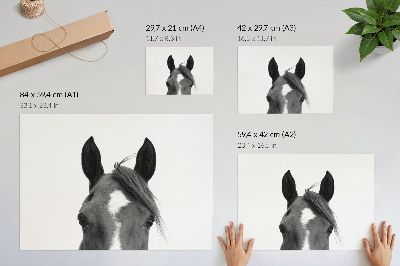 Stijlvolle wandposter Zwart-witfotografie van paardenelegantie