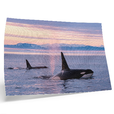 Moderne decoratieve poster Orka's tegen een pastelkleurig zeegezicht.