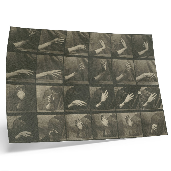 Poster Dierlijke voortbeweging, plaat 535 (1887) van Eadweard Muybridge