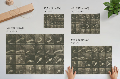 Poster Dierlijke voortbeweging, plaat 535 (1887) van Eadweard Muybridge