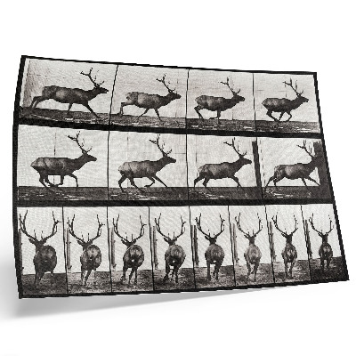 Stijlvolle wandposter Dierlijke voortbeweging, plaat nr. 695 (1887), foto van Eadweard Muybridge