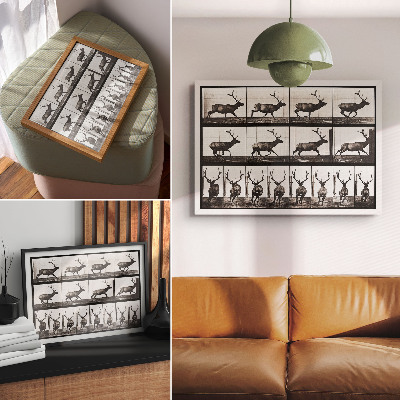 Stijlvolle wandposter Dierlijke voortbeweging, plaat nr. 695 (1887), foto van Eadweard Muybridge
