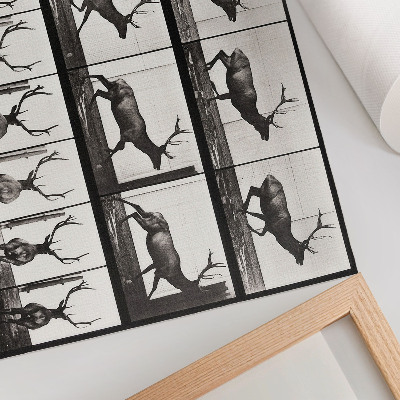 Stijlvolle wandposter Dierlijke voortbeweging, plaat nr. 695 (1887), foto van Eadweard Muybridge