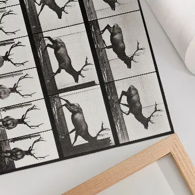 Stijlvolle wandposter Dierlijke voortbeweging, plaat nr. 695 uit 1887, fotografie van Eadweard Muybridge