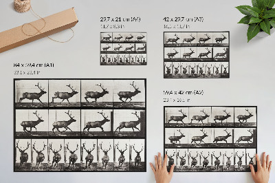 Stijlvolle wandposter Dierlijke voortbeweging, plaat nr. 695 (1887), foto van Eadweard Muybridge
