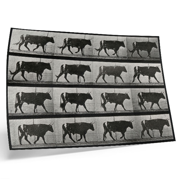 Moderne decoratieve poster Een stier in de mars. Fototype naar Eadweard Muybridge, 1887.