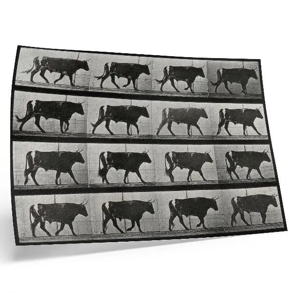 Moderne decoratieve poster een stier in de mars naar Eadweard Muybridge uit 1887
