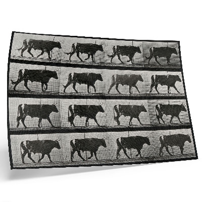 Moderne decoratieve poster Een stier in de mars. Fototype naar Eadweard Muybridge, 1887.