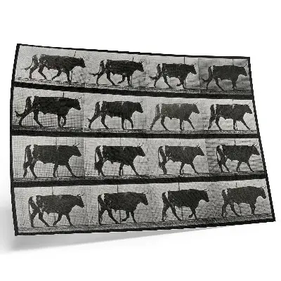 Moderne decoratieve poster een stier in de mars naar Eadweard Muybridge uit 1887
